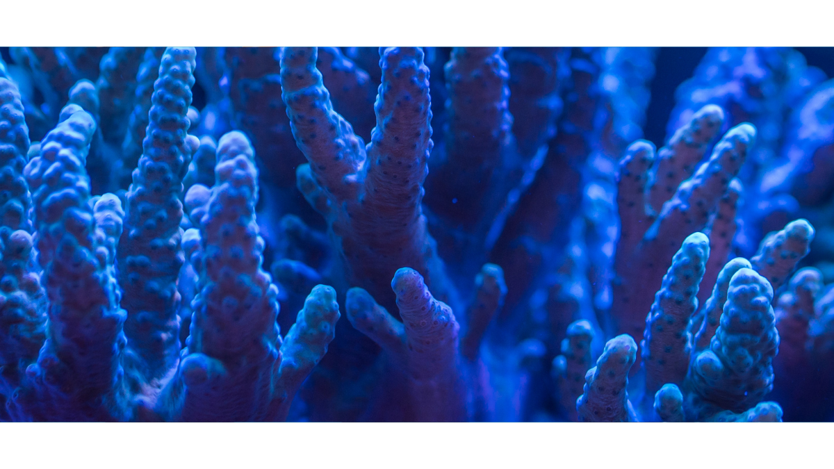 Coral Reef Conservation Maldives