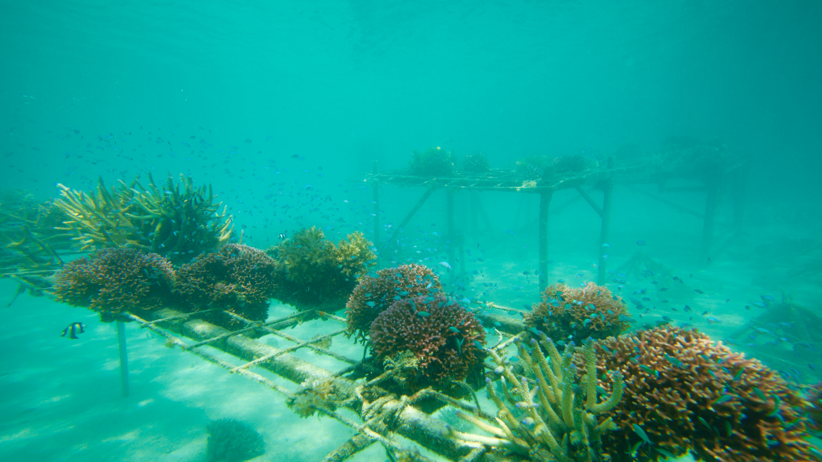 Marine Workshops