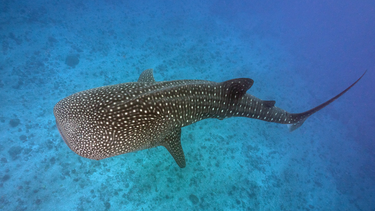 Whale Shark Adventure