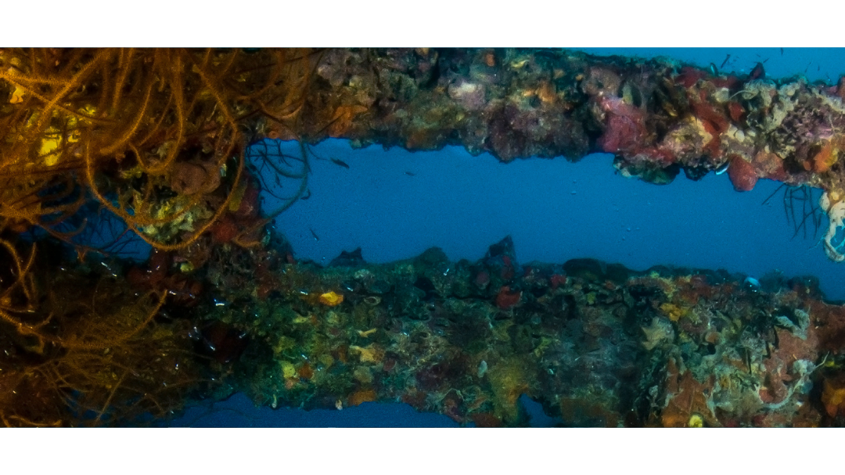 Wreck Diving in Maldives