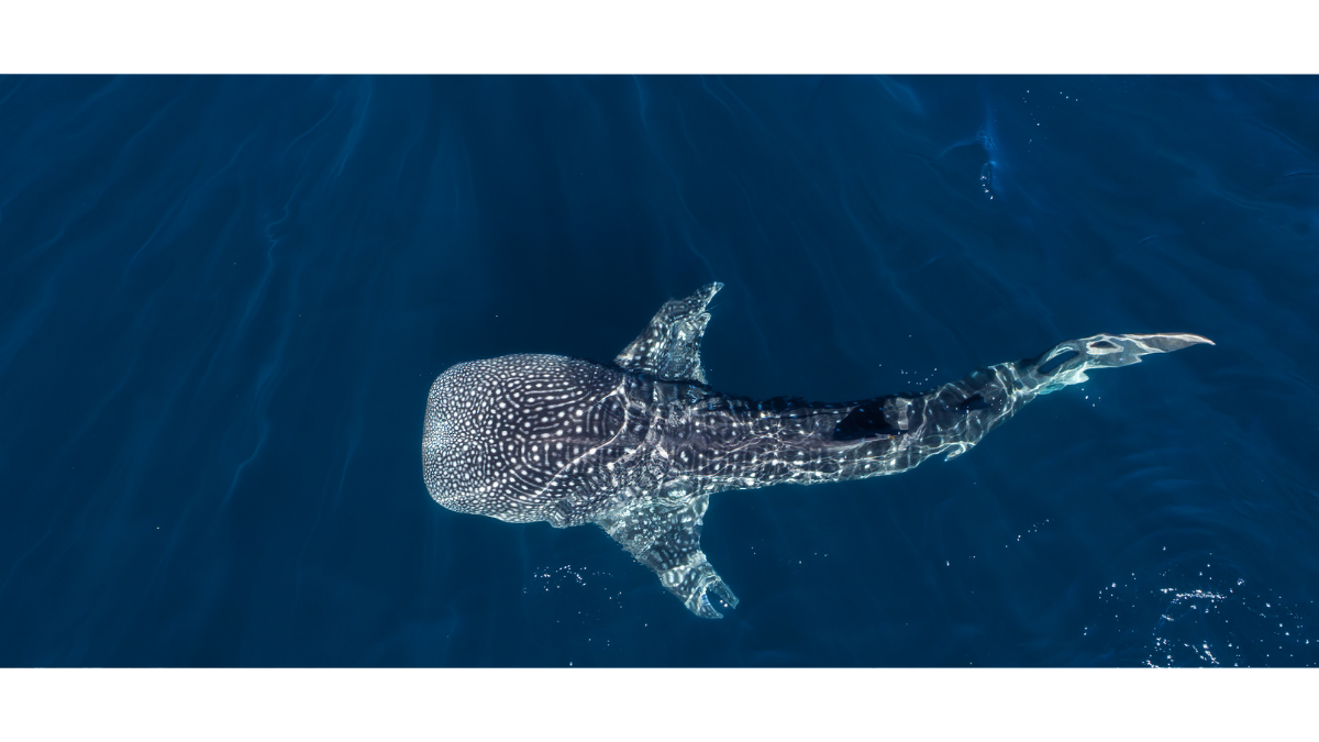 Whale Shark Diving in Maldives